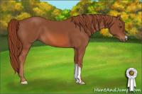 Horse Color:Liver Chestnut 