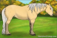 Horse Color:Silver Buckskin 