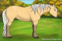 Horse Color:Silver Buckskin 