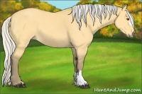 Horse Color:Silver Buckskin Dun 