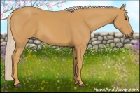 Horse Color:Palomino 