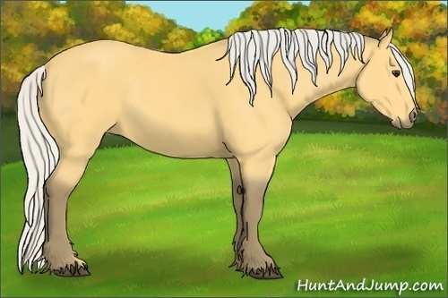 Horse Color: Silver Buckskin 