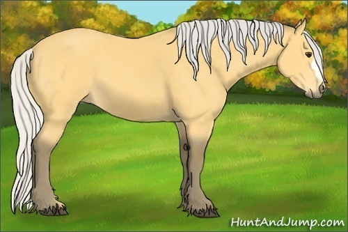 Horse Color: Silver Buckskin 