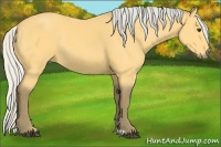 Horse Color:Silver Buckskin 