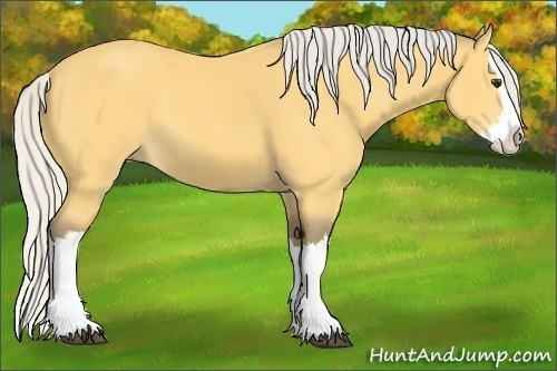 Horse Color: Silver Buckskin Splash 