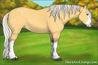 Horse Color:Silver Buckskin Splash 