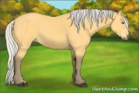 Horse Color:Silver Buckskin 