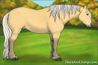 Horse Color:Silver Buckskin 