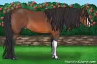 Horse Color:Bay 