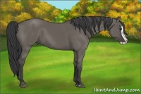 Horse Color:Grullo Splash 