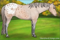 Horse Color:Bay Appaloosa 
