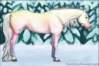 Horse Color:Gray Palomino Dun Appaloosa