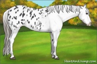 Horse Color:Black Appaloosa 