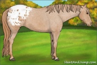 Horse Color:Chestnut Appaloosa 