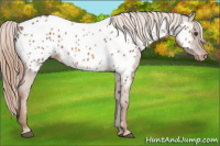 Horse Color:Chestnut Appaloosa 