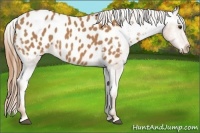 Horse Color:Chestnut Appaloosa 