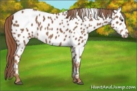 Horse Color:Chestnut Near Leopard 