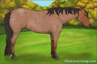 Horse Color:Bay Roan 