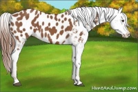 Horse Color:Chestnut Blanket 