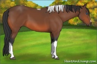 Horse Color:Bay Tobiano Frame 