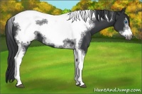 Horse Color:Black Tobiano Frame 