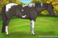Horse Color:Smoky Black Tobiano Frame 