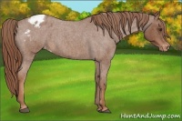 Horse Color:Red Roan Appaloosa 