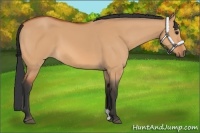 Horse Color:Bay Dun