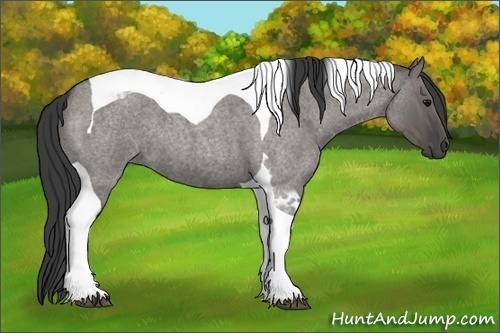 Horse Color: Grullo Roan Tobiano 