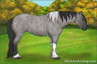 Horse Color:Grullo Roan Tobiano