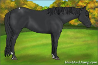 Horse Color:Black Tobiano Rabicano 