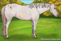 Horse Color:Chestnut Appaloosa 