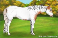 Horse Color:Silver Bay Tobiano Frame 