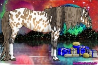 Horse Color:Buckskin Tobiano Appaloosa 