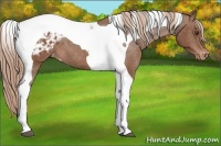 Horse Color:Chestnut Tobiano Blanket 