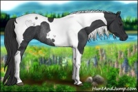 Horse Color:Black Tobiano Rabicano