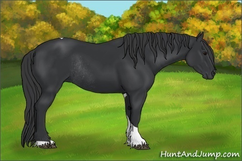 Horse Color: Black Tobiano Rabicano 