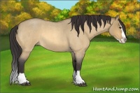 Horse Color:Buckskin Roan Dun Splash