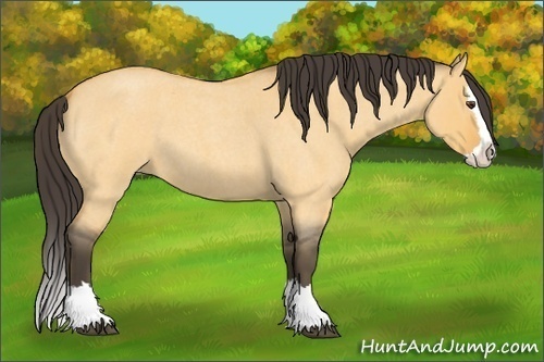 Horse Color: Buckskin Roan Dun Splash 