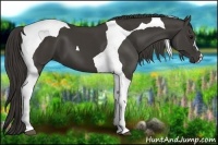 Horse Color:Smoky Black Tobiano 