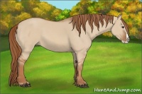 Horse Color:Red Dun Splash 