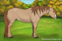 Horse Color:Red Dun Splash