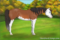 Horse Color:Bay Splash 