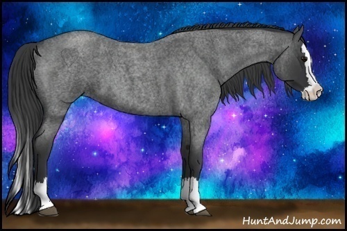 Horse Color: Blue Roan Splash 