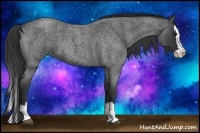Horse Color:Blue Roan Splash 