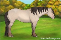 Horse Color:Amber Champagne Dun 