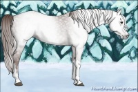 Horse Color:Gray Chestnut Splash Tobiano 