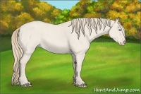 Horse Color:Smoky Creme Roan Dun 