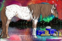 Horse Color:Red Roan Appaloosa 