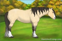 Horse Color:Buckskin Roan Dun Splash 